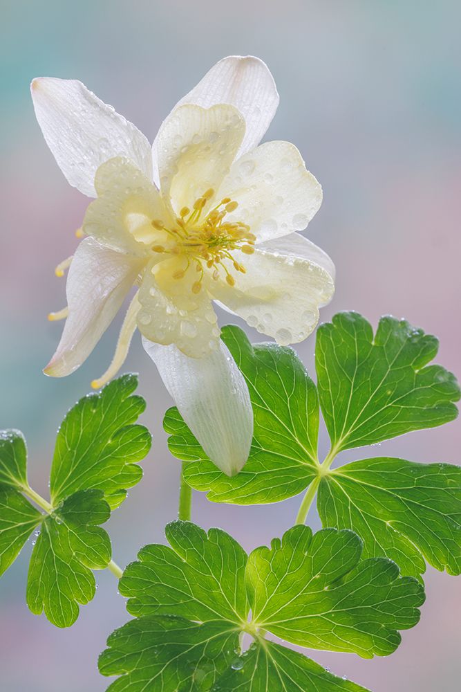 USA-Washington-Seabeck. Yellow columbine blossom and leaves.
